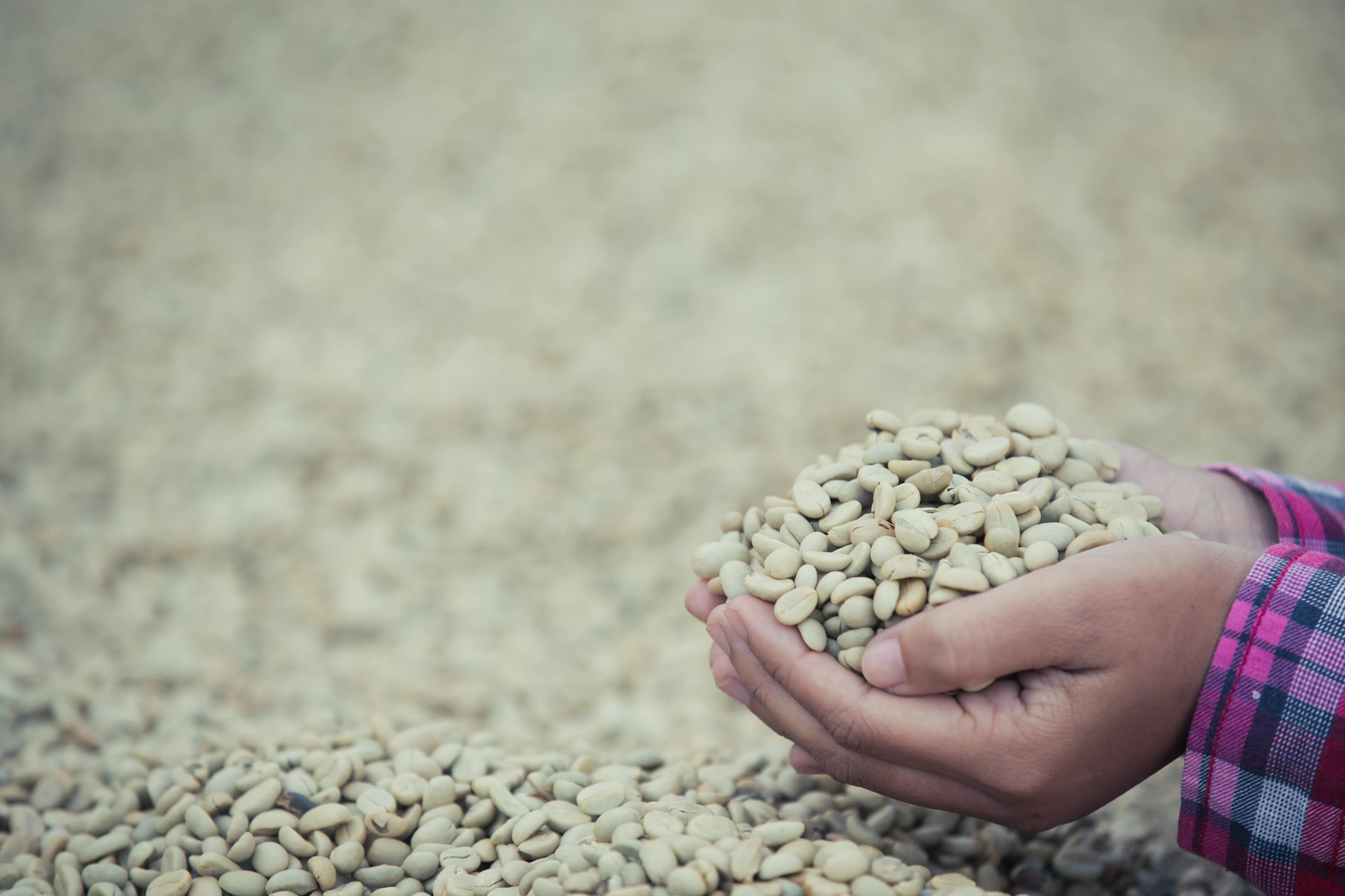 Stacked hessian sacks of green coffee in a warehouse